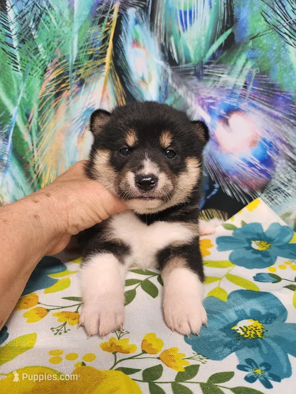 Toy Girl – Shiba Inu puppy for sale in Spraggs, PA