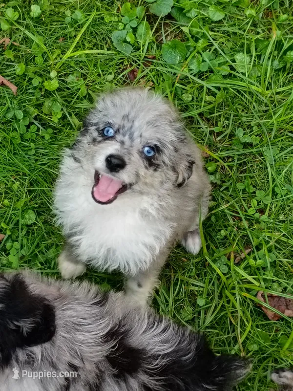 Small Blue eyes. Ready now ! – Miniature Aussiedoodle puppy for sale in Spraggs, PA