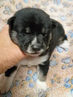 Three weeks old boy, a male Shiba Inu for sale in Spraggs, PA – 1 of 9