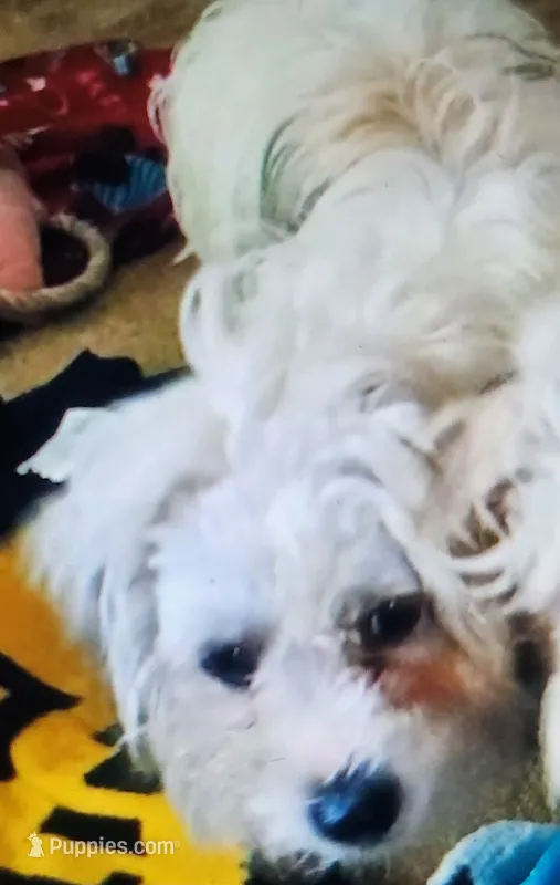 Bichon/Morkie male – Bichon Frise, Morkie puppy for sale in Spraggs, PA