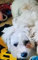Bichon/Morkie male, a male Bichon Frise and Morkie for sale in Spraggs, PA – 1 of 2