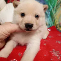 Cream Boy, a male Shiba Inu for sale in Spraggs, PA – Photo 1 of 5