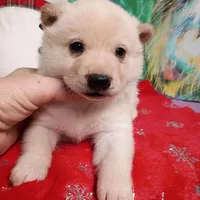 Cream Boy, a male Shiba Inu for sale in Spraggs, PA – Photo 4 of 5