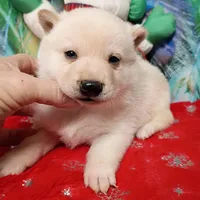 Cream Boy, a male Shiba Inu for sale in Spraggs, PA – Photo 2 of 5