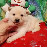 Cream Boy, a male Shiba Inu for sale in Spraggs, PA – Photo 5 of 5