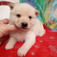 Cream Boy, a male Shiba Inu for sale in Spraggs, PA – Photo 3 of 5