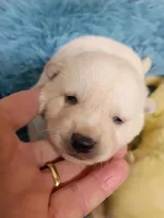 Cream Boy, a male Shiba Inu for sale in Spraggs, PA – Photo 1 of 4