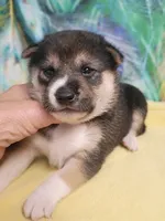 Ready October 20th, a female Shiba Inu for sale in Spraggs, PA – 3 of 7