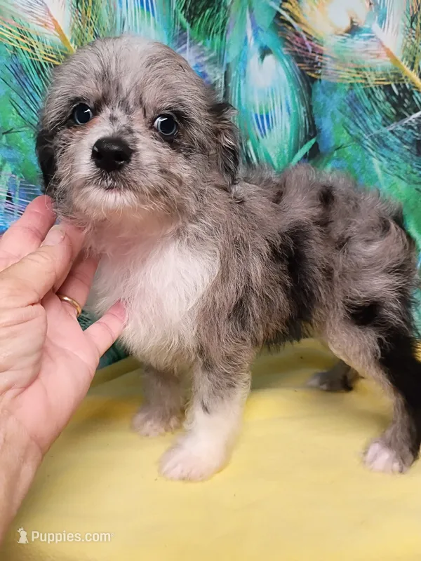 Small Blue – Miniature Aussiedoodle puppy for sale in Spraggs, PA