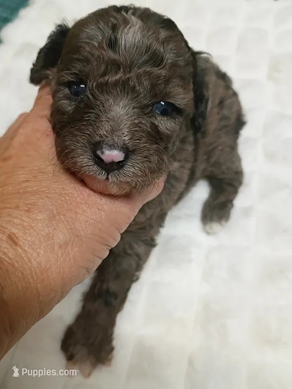 Mini Boy – Miniature Aussiedoodle puppy for sale in Spraggs, PA