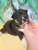 Ready October 20th boy, a male Shiba Inu for sale in Spraggs, PA – 4 of 8