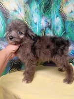 Mini blue eyes Boy Ready, a male Miniature Aussiedoodle for sale in Spraggs, PA – 4 of 10