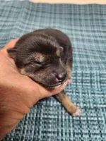 Black and tan , a male Shiba Inu for sale in Spraggs, PA – Photo 2 of 4