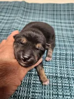 Black and tan , a male Shiba Inu for sale in Spraggs, PA – Photo 4 of 4