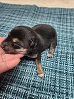 Black and tan , a male Shiba Inu for sale in Spraggs, PA – Photo 3 of 4