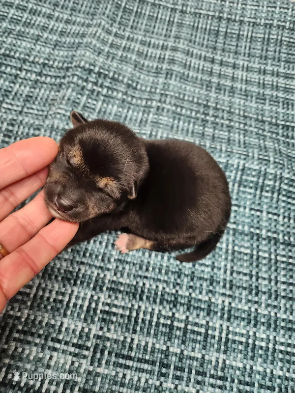 Black and tan  – Shiba Inu puppy for sale in Spraggs, PA