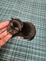 Black and tan , a male Shiba Inu for sale in Spraggs, PA – Photo 1 of 4