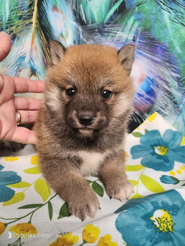 Red Meme – Shiba Inu puppy for sale in Spraggs, PA