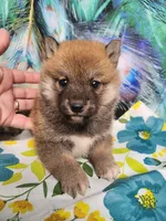 Red Meme, Tinyest !, a male Shiba Inu for sale in Spraggs, PA – 1 of 6