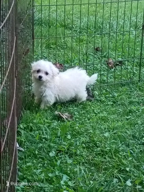 Toy size Bichon girl – Bichon Frise puppy for sale in Spraggs, PA