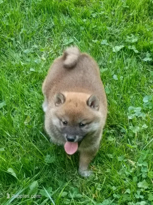 Red Meme, Tinyest ! – Shiba Inu puppy for sale in Spraggs, PA