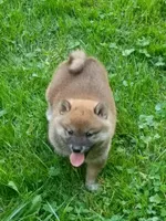 Red Meme, Ready now  !0, a male Shiba Inu for sale in Spraggs, PA – 1 of 9