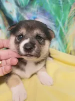 Ready October 20th, a female Shiba Inu for sale in Spraggs, PA – 2 of 7