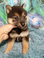 Black and tan , a male Shiba Inu for sale in Spraggs, PA – 3 of 5