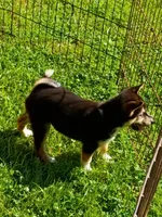 Black sesame , a male Shiba Inu for sale in Spraggs, PA – 3 of 5