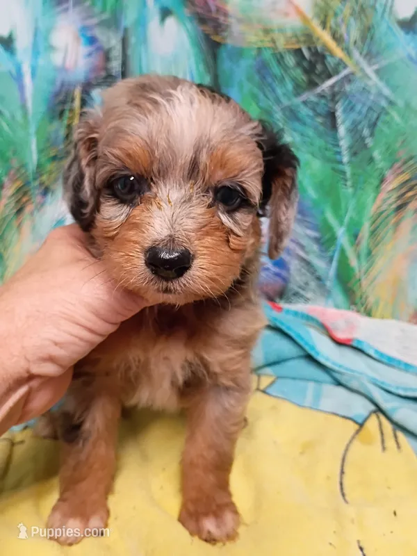 Toy boy – Miniature Aussiedoodle puppy for sale in Spraggs, PA