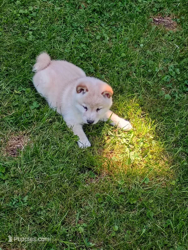 Butterscotch  – Shiba Inu puppy for sale in Spraggs, PA