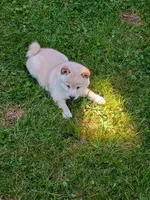 Butterscotch , a male Shiba Inu for sale in Spraggs, PA – 5 of 10