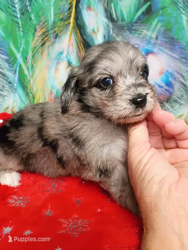 Toy Blue – Miniature Aussiedoodle puppy for sale in Spraggs, PA
