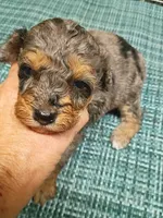 Sweet girl , a female Miniature Aussiedoodle for sale in Spraggs, PA – 8 of 8