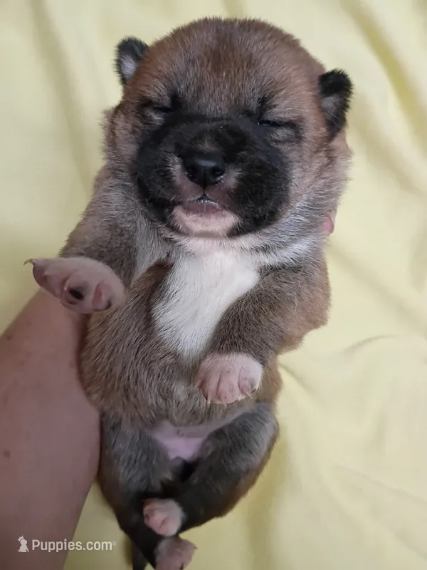 Lady Red – Shiba Inu puppy for sale in Spraggs, PA
