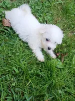 Tiny Toy Girl, a female Bichon Frise for sale in Spraggs, PA – 4 of 7