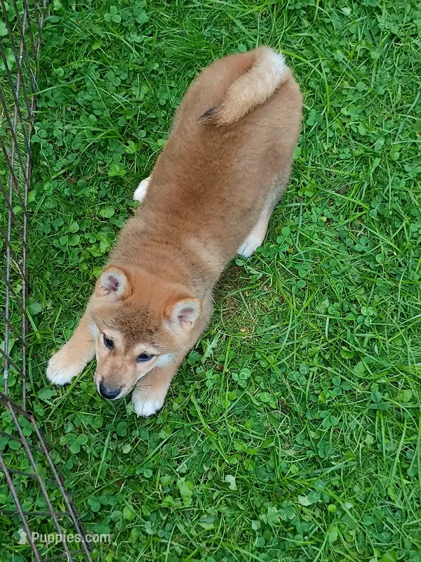 Red Meme, Ready now  ! – Shiba Inu puppy for sale in Spraggs, PA