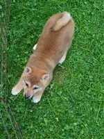 Red Male, Ready now  !, a male Shiba Inu for sale in Spraggs, PA – 2 of 6