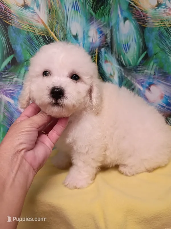Bichon Boy Ready on Sunday ! – Bichon Frise puppy for sale in Spraggs, PA