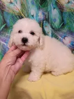 Bichon Boy Ready now !, a male Bichon Frise for sale in Spraggs, PA – 1 of 9