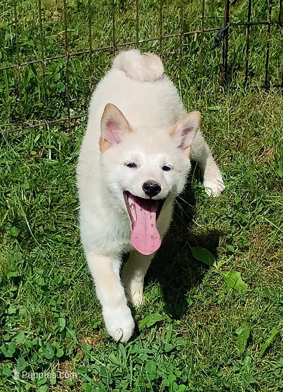 Cream little. Ready now ! – Shiba Inu puppy for sale in Spraggs, PA