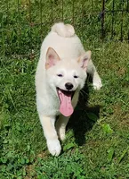 Cream little. Ready now !, a male Shiba Inu for sale in Spraggs, PA – 1 of 9
