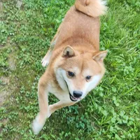 Red male super friendly., a male Shiba Inu for sale in Spraggs, PA – Photo 5 of 5