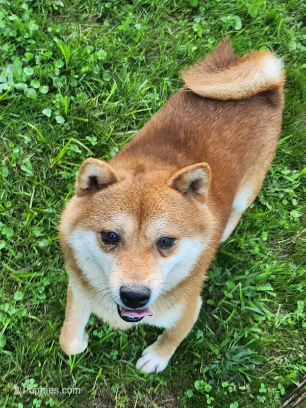 Red male super friendly. – Shiba Inu puppy for sale in Spraggs, PA
