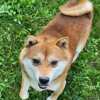 Red male super friendly., a male Shiba Inu for sale in Spraggs, PA – Photo 2 of 5