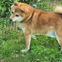 Red male super friendly., a male Shiba Inu for sale in Spraggs, PA – Photo 1 of 5