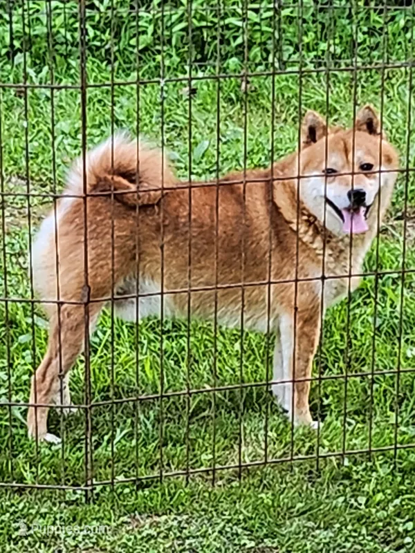 Red male super friendly ! – Shiba Inu puppy for sale in Spraggs, PA