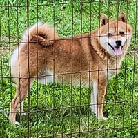 Red male super friendly., a male Shiba Inu for sale in Spraggs, PA – Photo 3 of 5