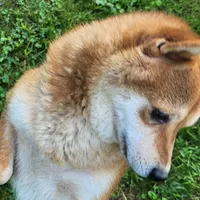 Red male super friendly., a male Shiba Inu for sale in Spraggs, PA – Photo 4 of 5
