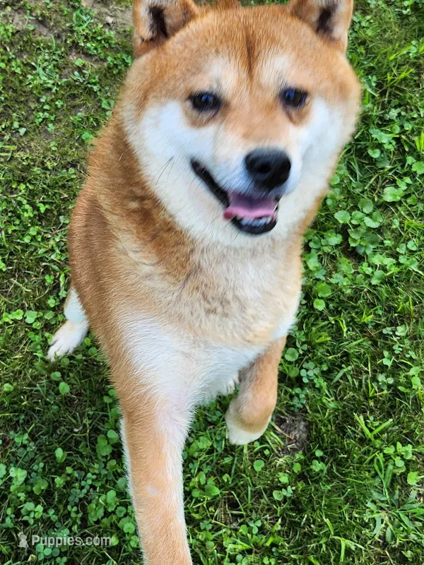 Red male super friendly. – Shiba Inu puppy for sale in Spraggs, PA